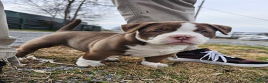 American Bully Puppy 1