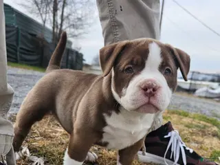 American Bully dogs American Bully Puppy 1 - Ad 6