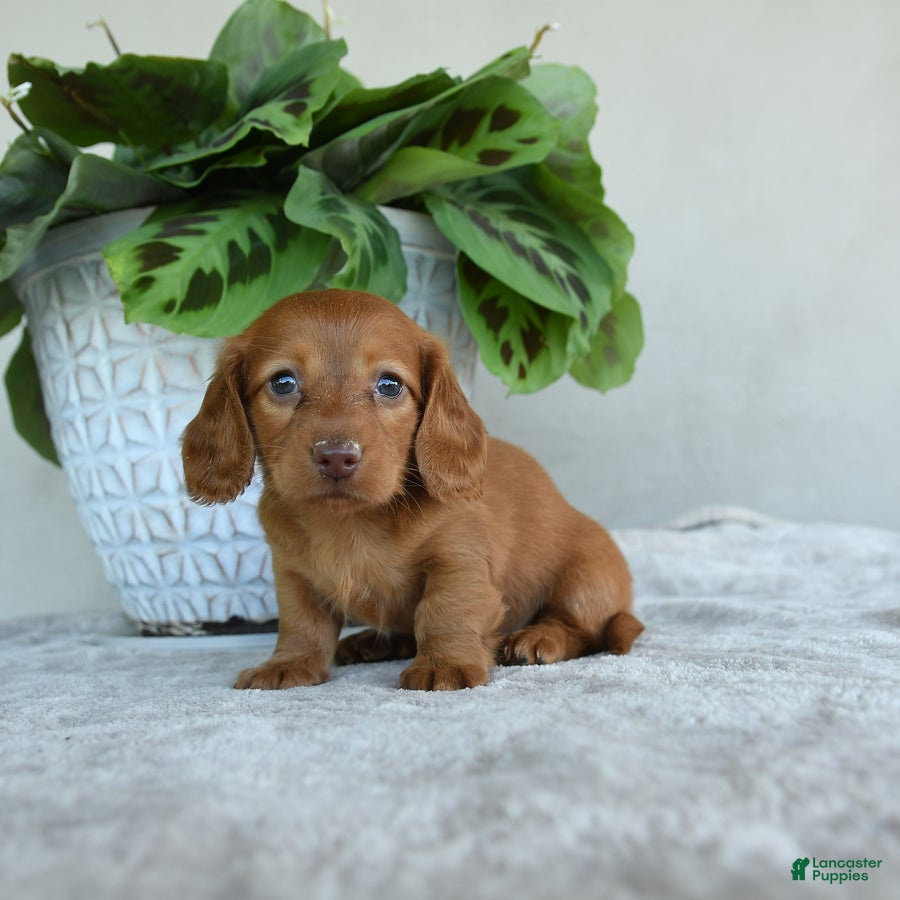 Dachshund dogs Wendy - Ad 2