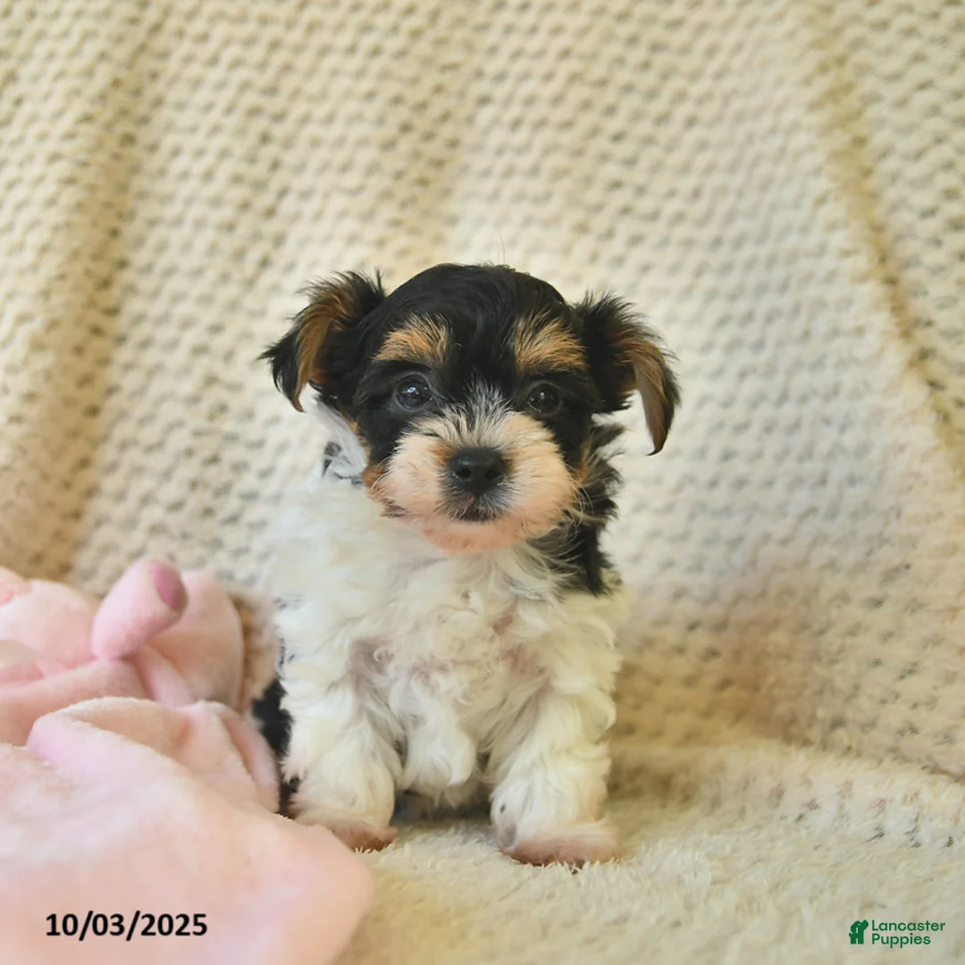 Yorkshire Terrier dogs for sale: Domino - Ad 22