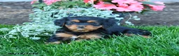 Mixed Breed dogs for sale: Tessa - Ad 3