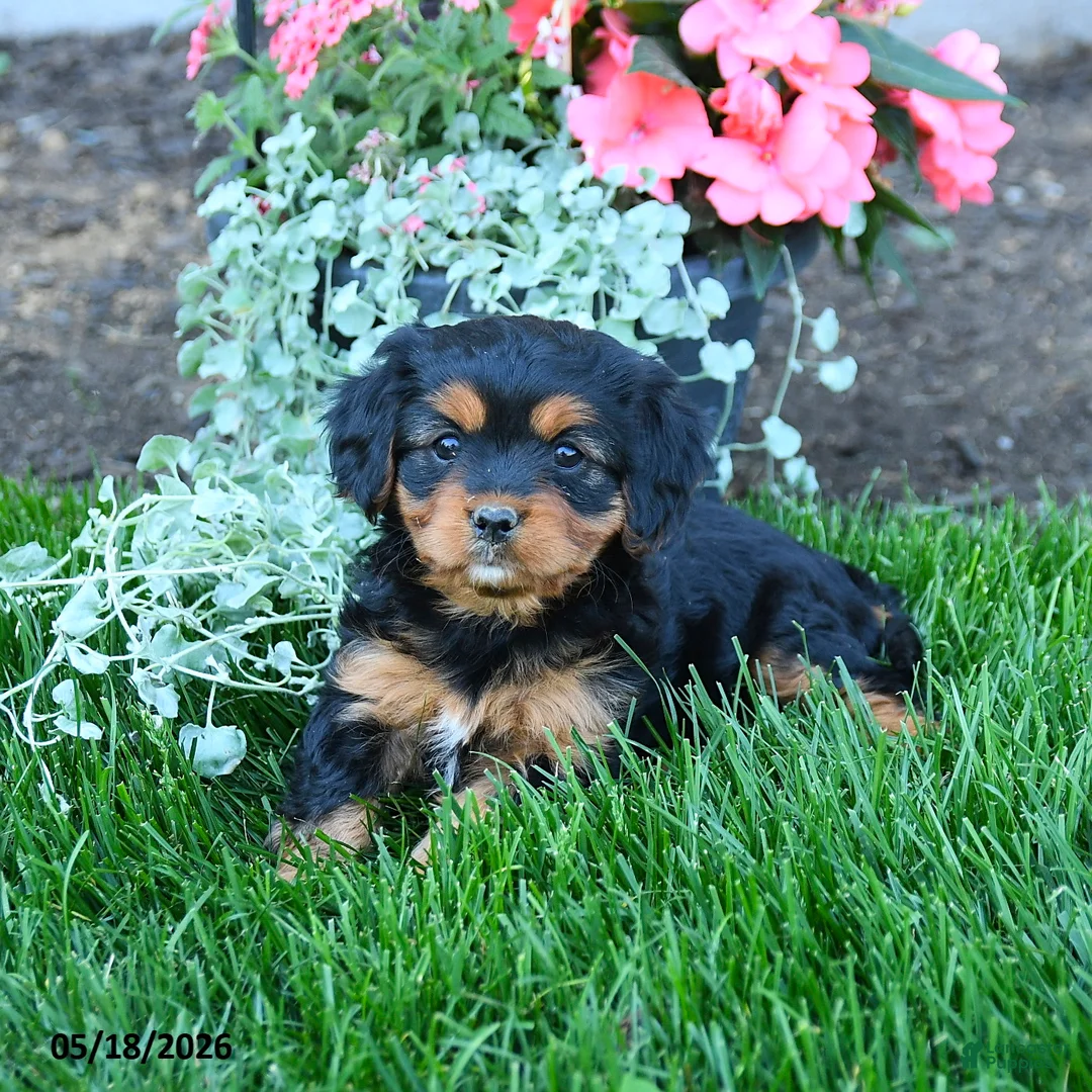 Mixed Breed dogs for sale: Tessa - Ad 3