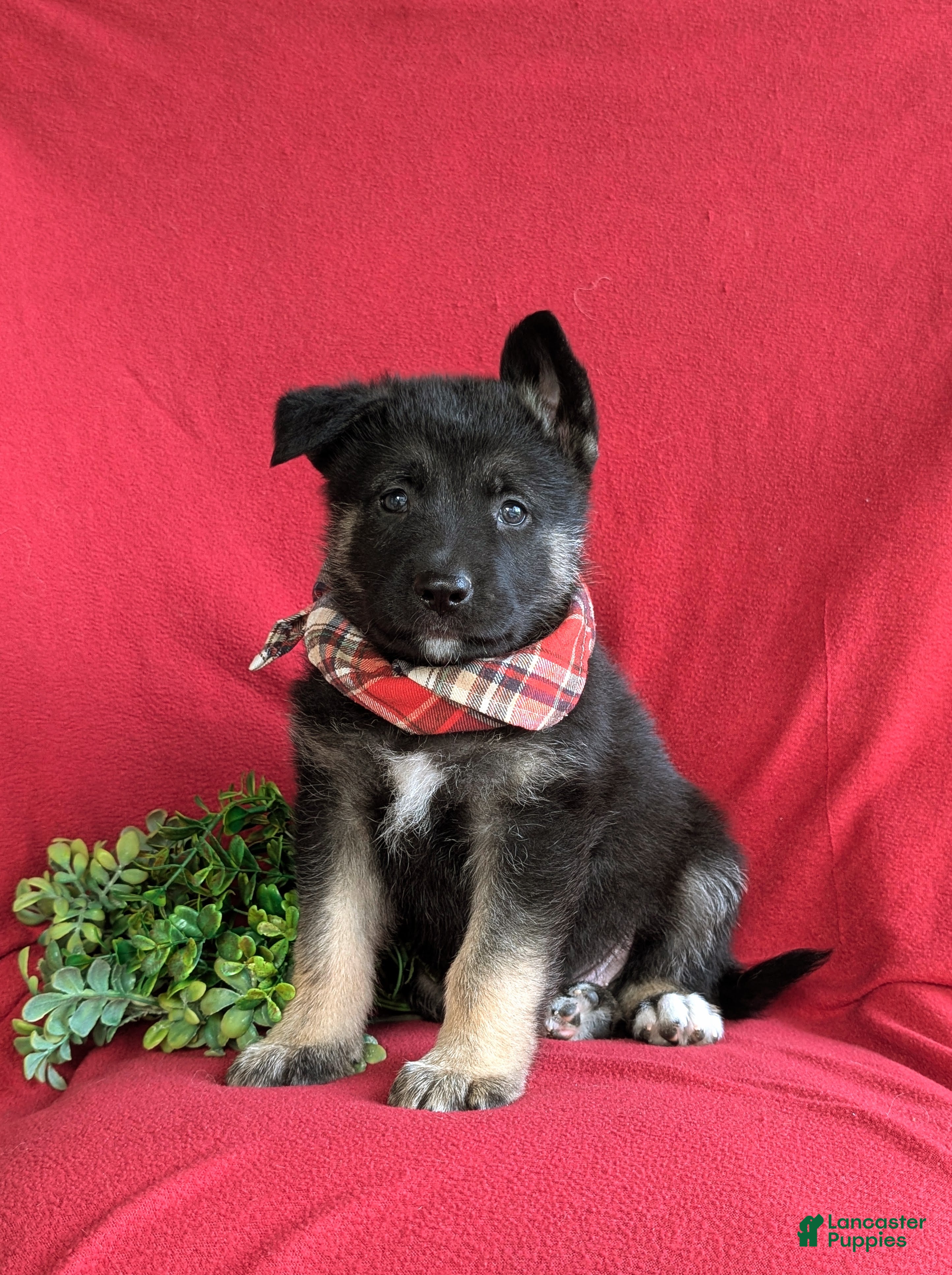 Mixed Breed dogs for sale: Badger - Ad 1