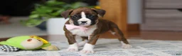 Boxer dogs for sale: Indy - Ad 3