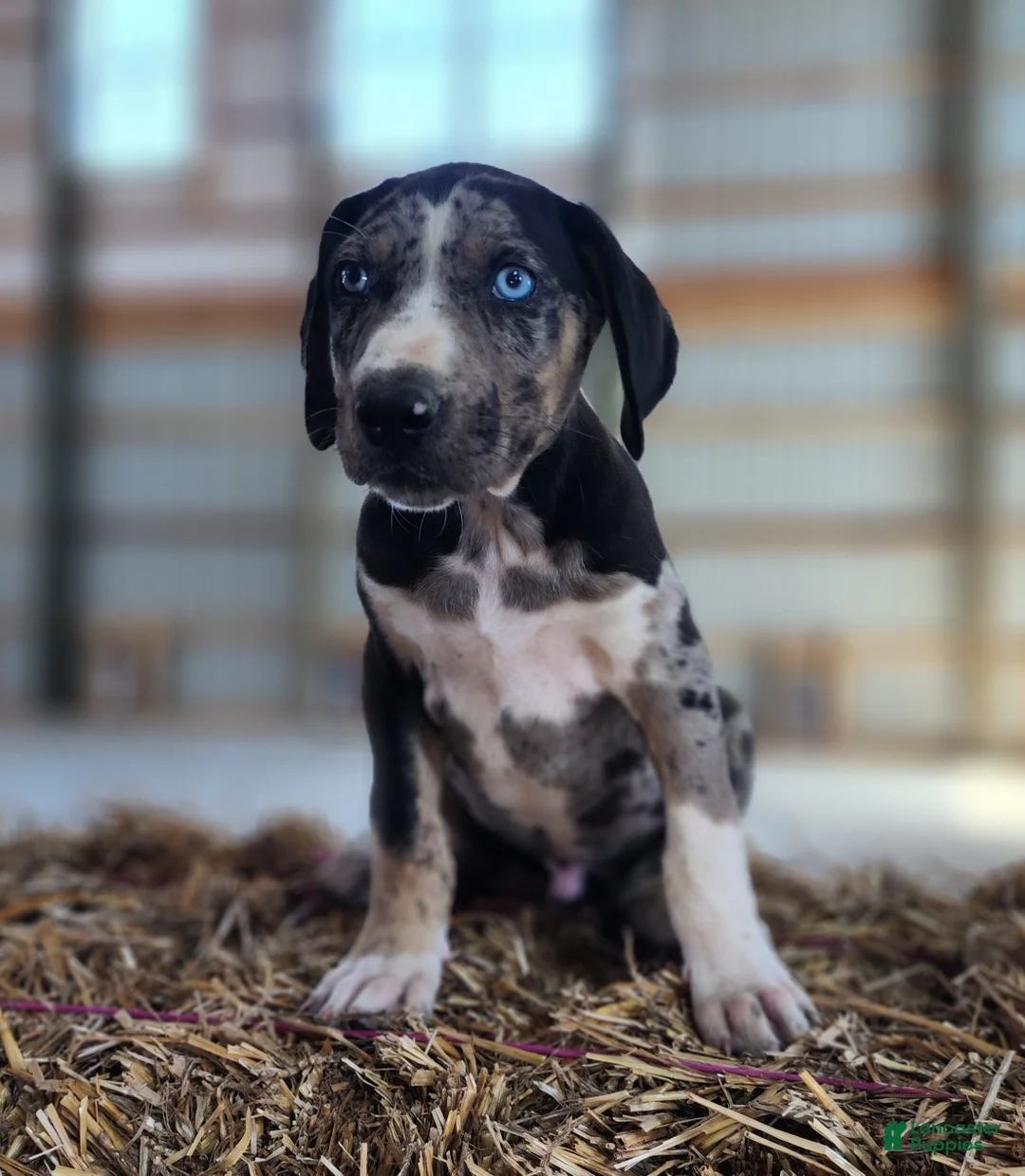 Catahoula Leopard Dog dogs for sale: Duchess 2026 Male 4 - Ad 1