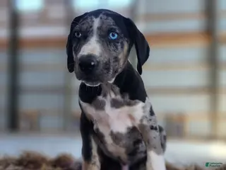 Catahoula Leopard Dog dogs Duchess 2026 Male 4 - Ad 7