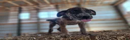 Catahoula Leopard Dog dogs for sale: Duchess 2026 Female 1 - Ad 8