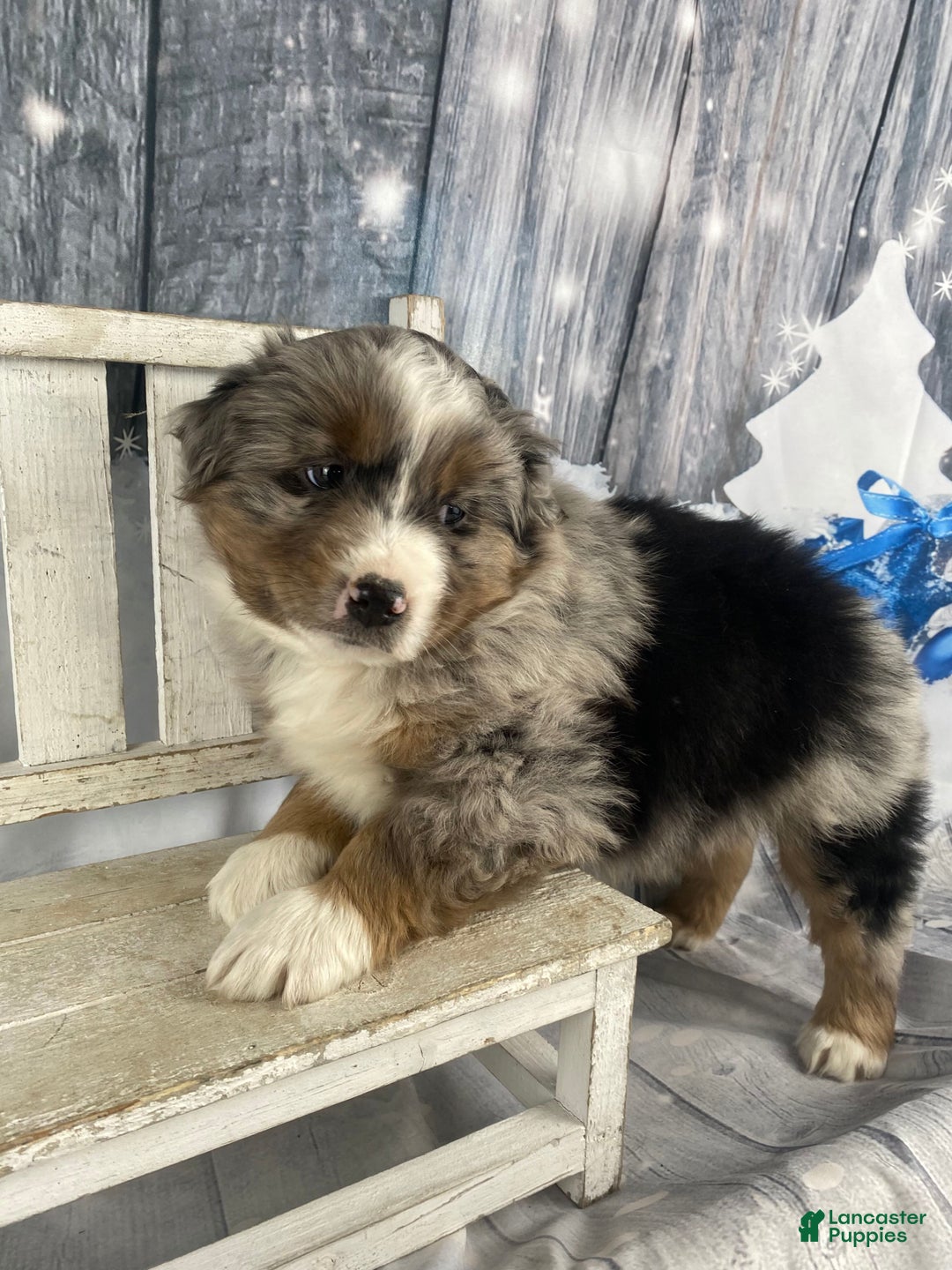 Australian Shepherd dogs for sale: Valor - Ad 10