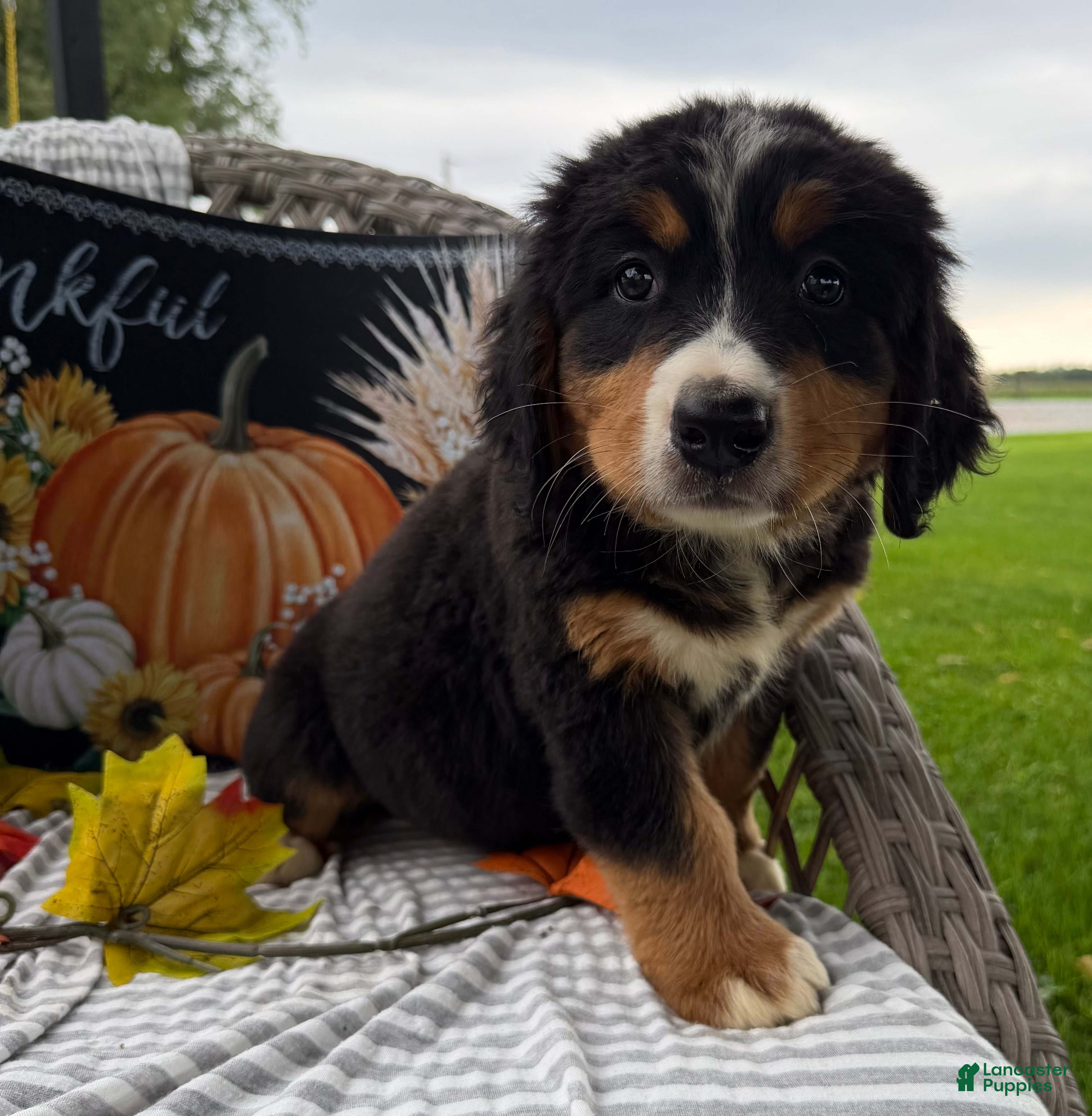 Bernese Mountain Dog dogs Daisy  - Ad 1