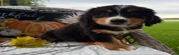 Bernese Mountain Dog dogs for sale: Daisy  - Ad 1