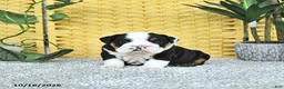 English Bulldog dogs for sale: Arthur - Ad 2