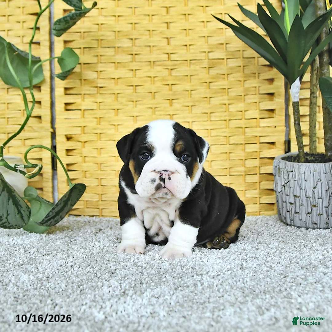 English Bulldog dogs for sale: Arthur - Ad 2