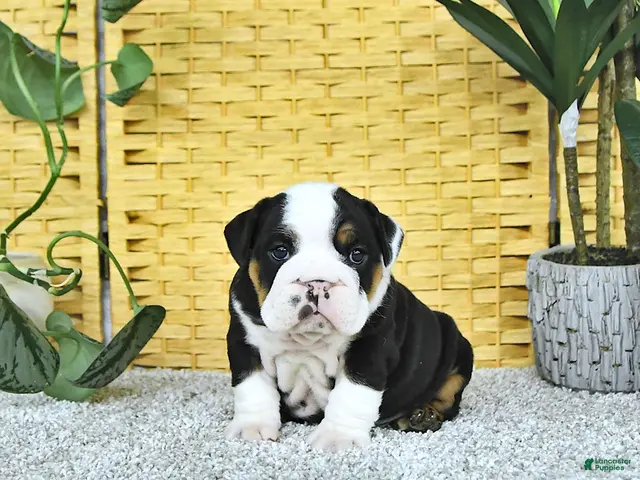 English Bulldog dogs for sale: Arthur - Ad 2