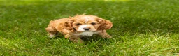 Cocker Spaniel dogs for sale: Gertie  - Ad 4