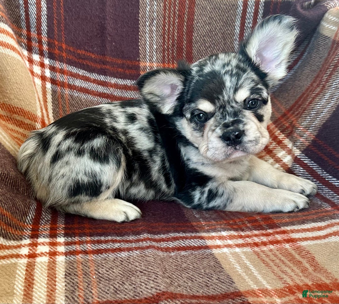 French Bulldog dogs for sale: Baxstin  - Ad 5