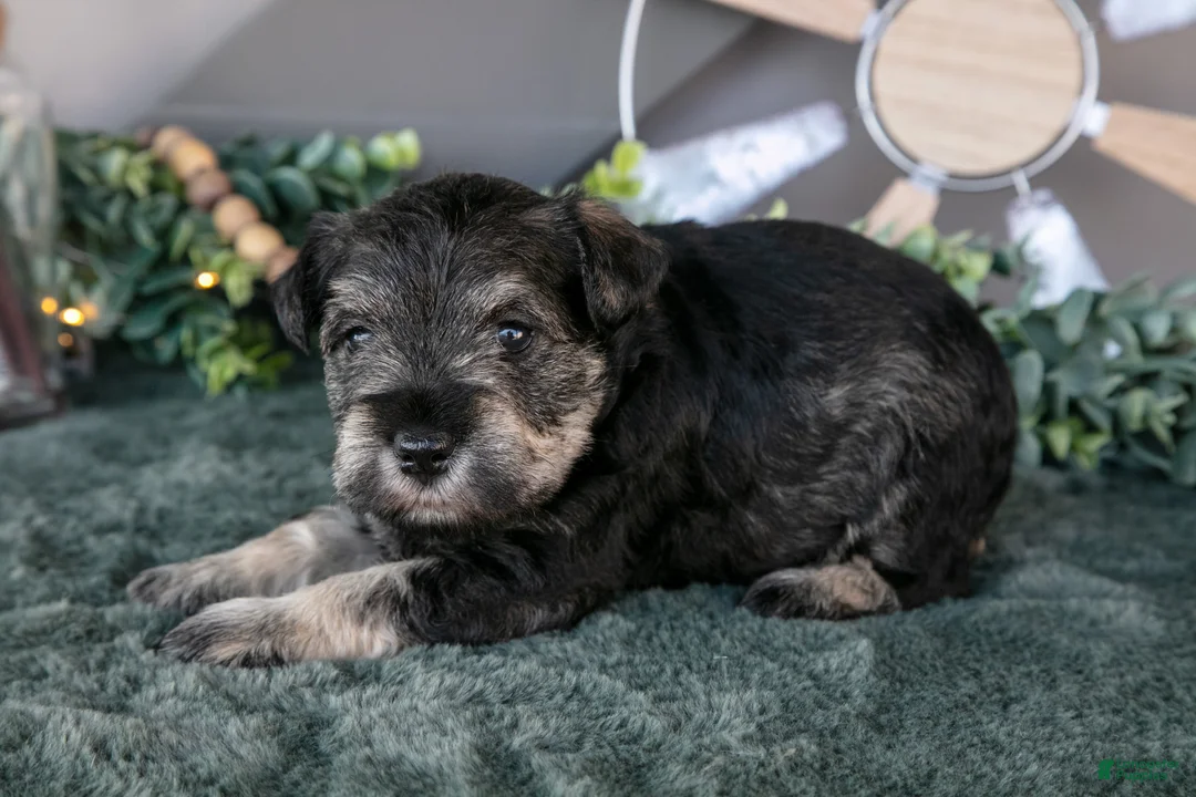 Miniature Schnauzer dogs for sale: Patrick - Ad 2