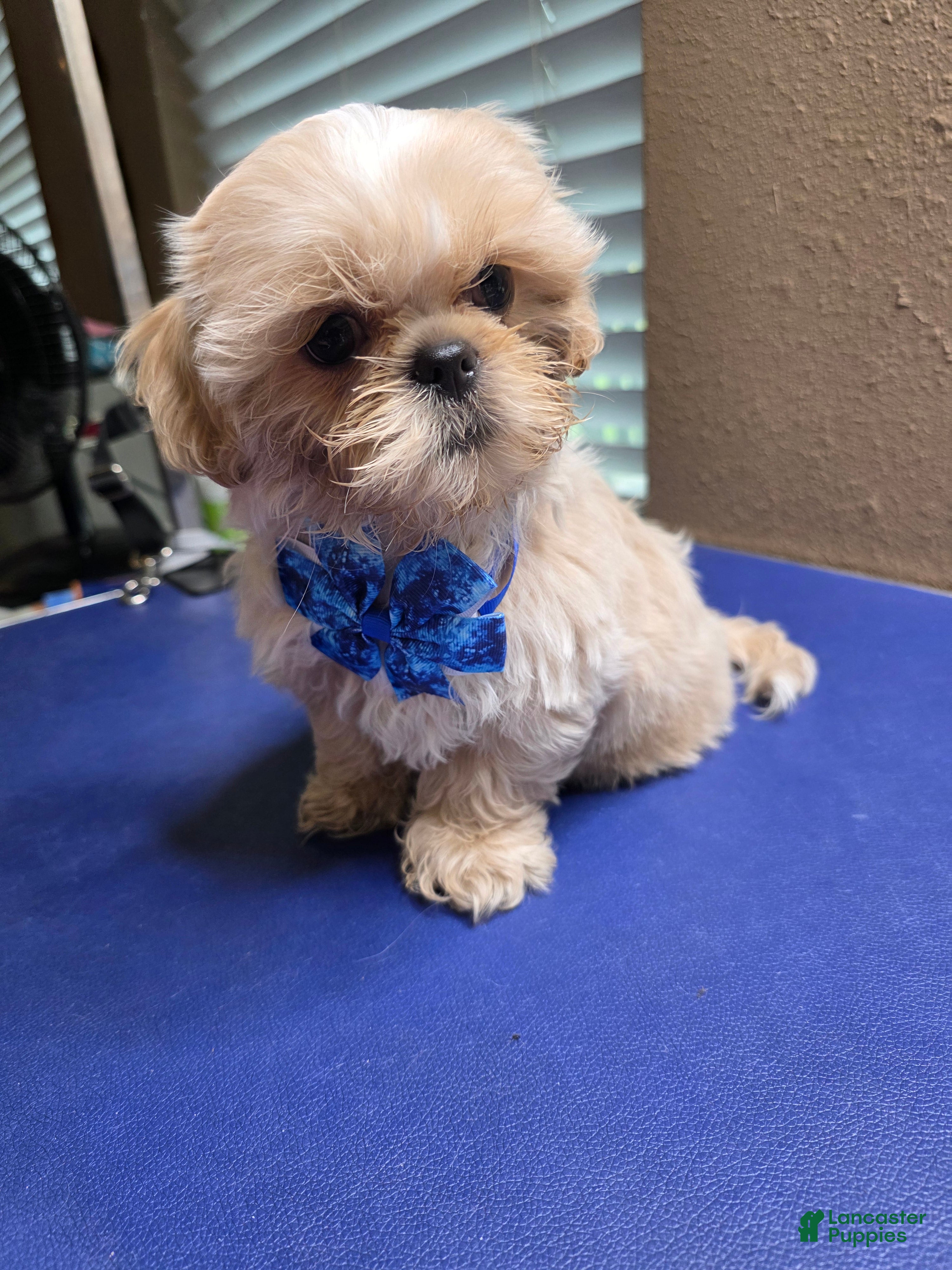 Shih Tzu dogs Shih Tzu Male 1 - Ad 2
