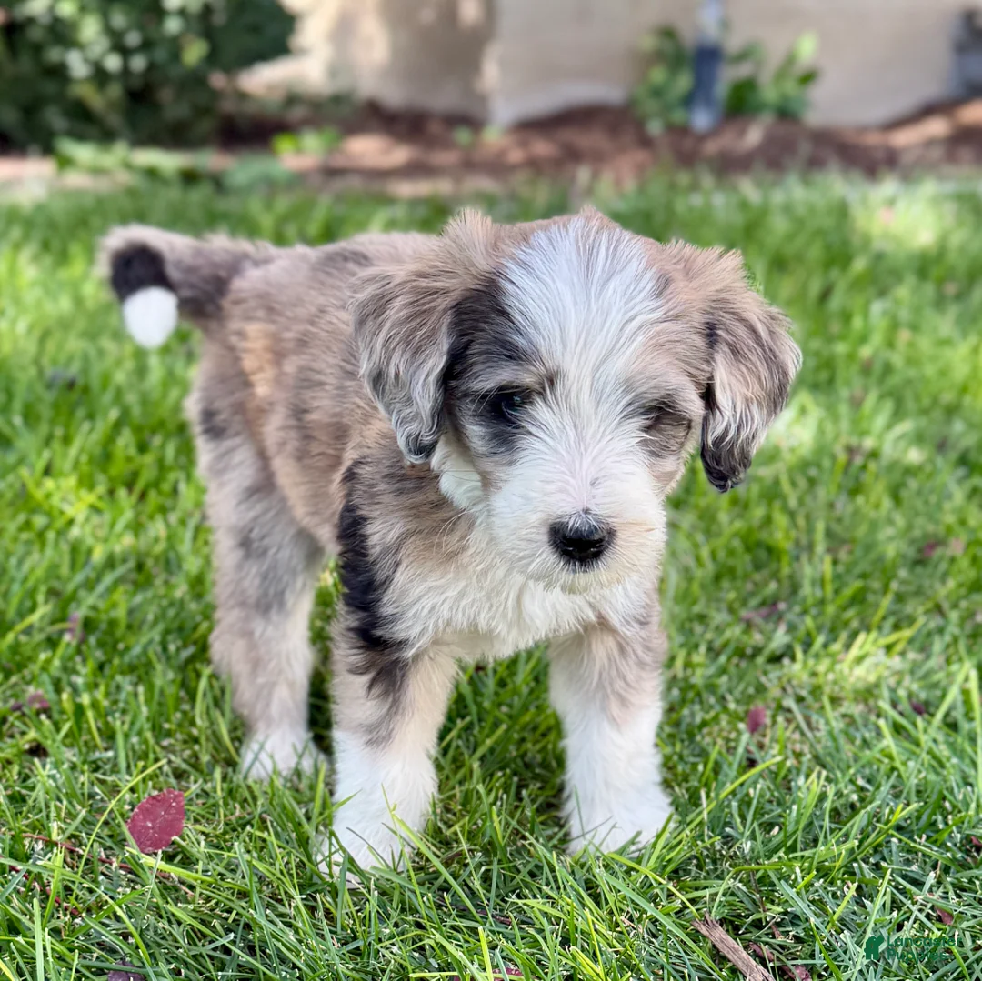 Bernedoodle dogs for sale: Treat - Ad 2