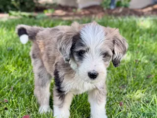 Bernedoodle dogs Treat - Ad 2