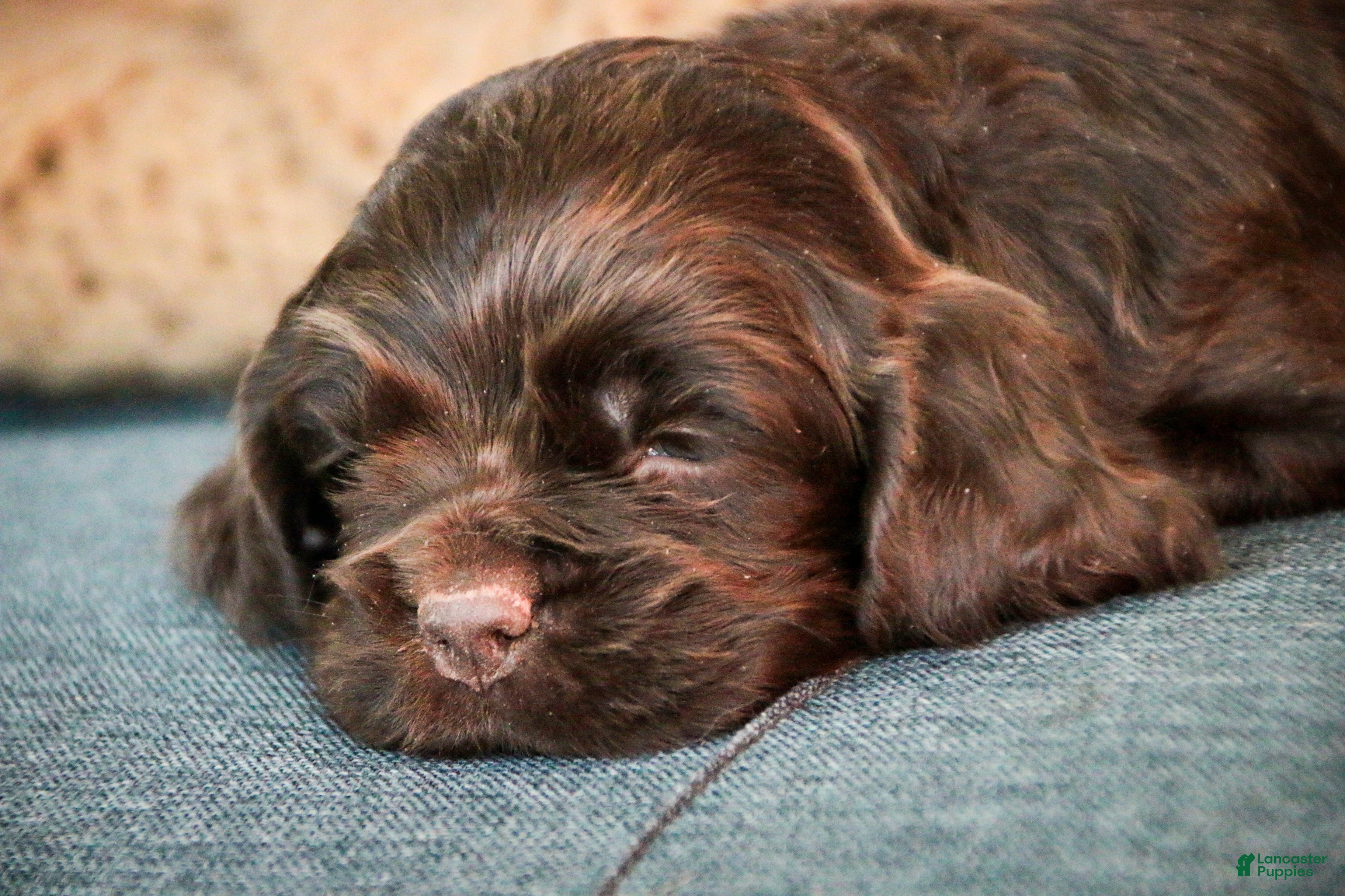 Cocker Spaniel dogs Brownie - Ad 2