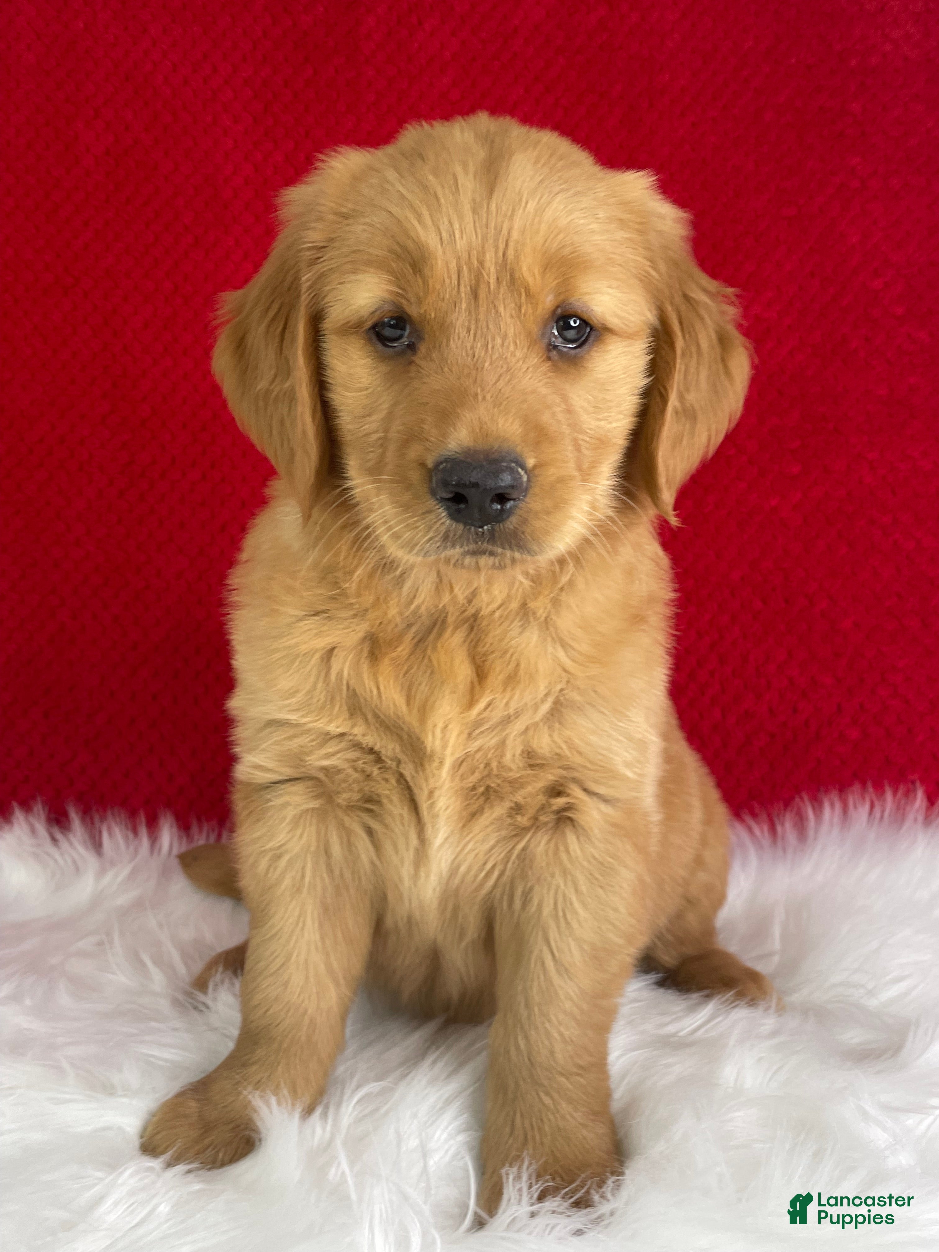 Golden Retriever dogs Hazel - Ad 1