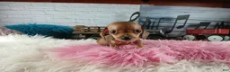 Miniature Dachshund dogs for sale: Suzies Teacup red girl. Hand Delivery  - Ad 1