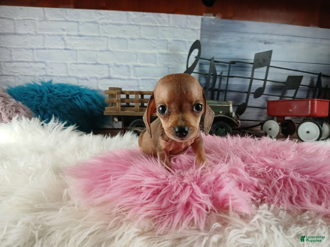 Miniature Dachshund dogs for sale: Suzies Teacup red girl. Hand Delivery  - Ad 1