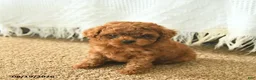 Toy Poodle dogs for sale: MyLee  - Ad 3
