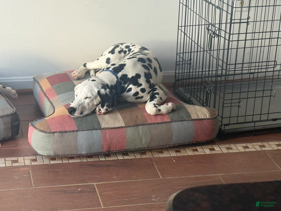 Dalmatian dogs for sale: Dalmatian Puppy 2 - Ad 6
