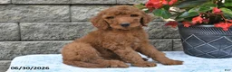 Goldendoodle dogs for sale: Parker - Ad 3