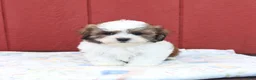 Malshi dogs for sale: Scott - Ad 5