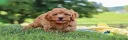 Cavapoo dogs for sale: Nash - Ad 4