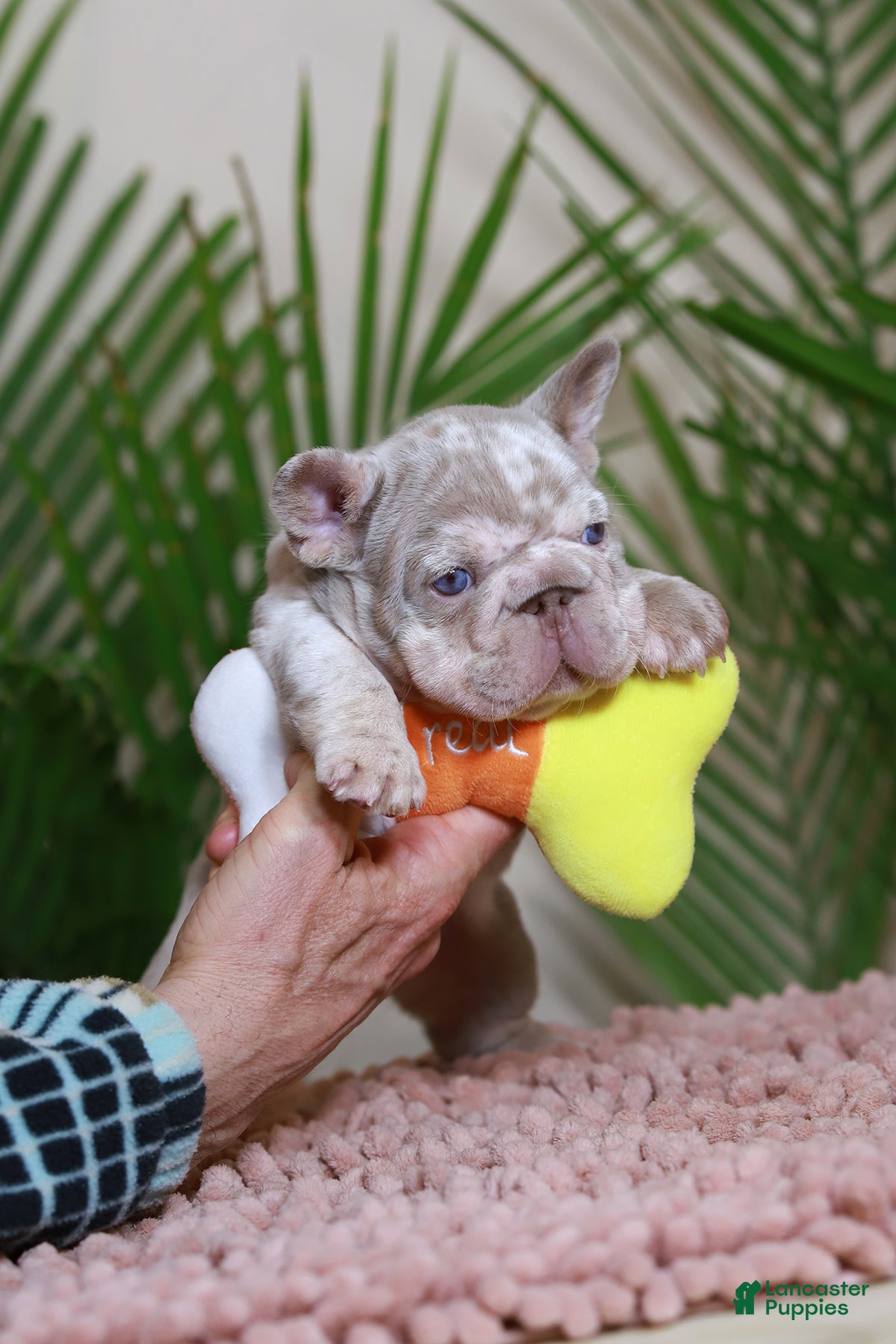 French Bulldog dogs ROXI - Ad 1