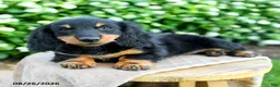 Miniature Dachshund dogs for sale: Teresa - Ad 3