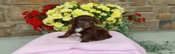 Aussiedoodle dogs for sale: Aussiedoodle 1 - Ad 4
