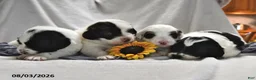 Portuguese Water Dog dogs for sale: Glory - Ad 5