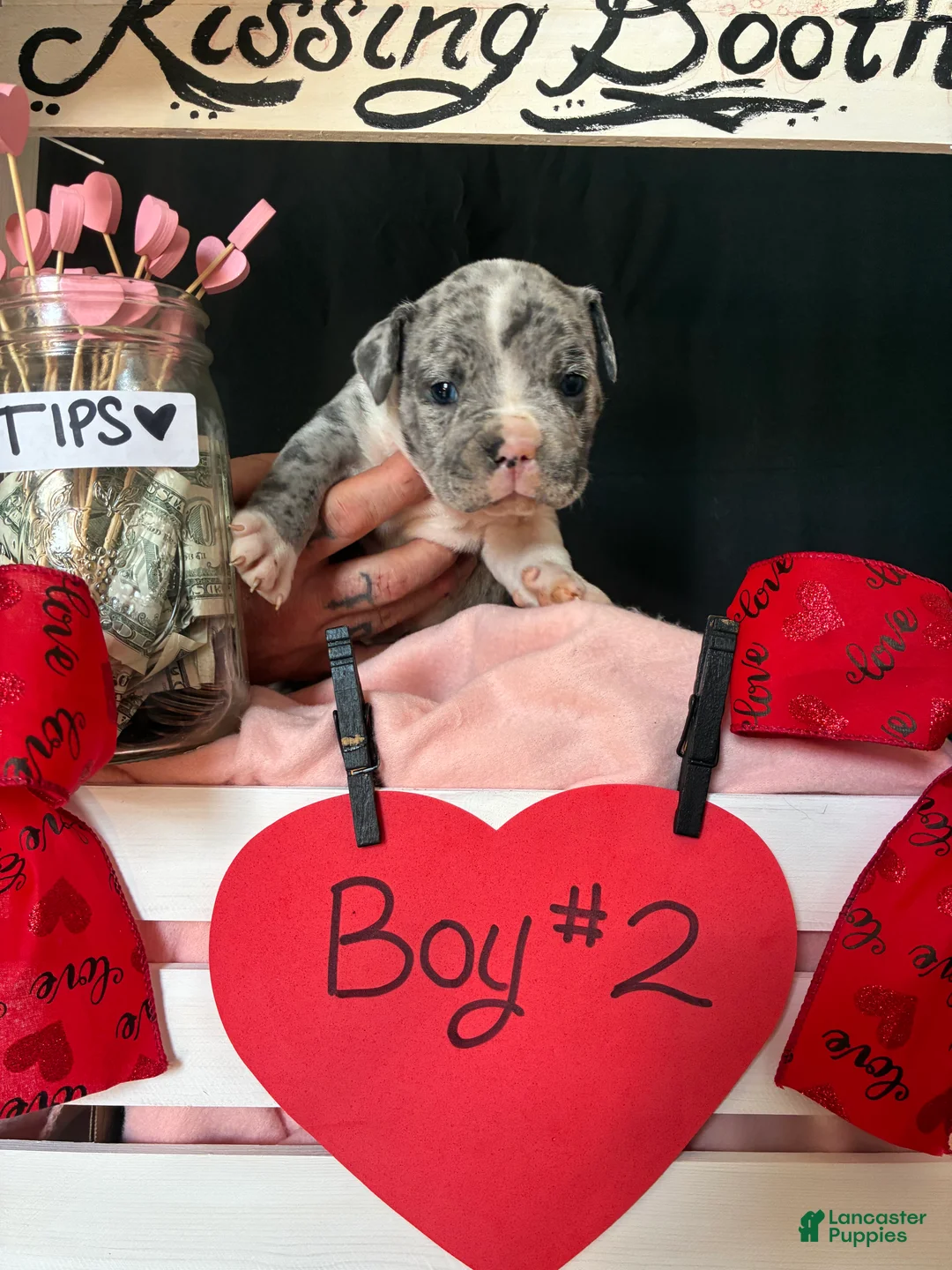 Olde English Bulldogge dogs for sale: Olde English Bulldogge Puppy 2 - Ad 2