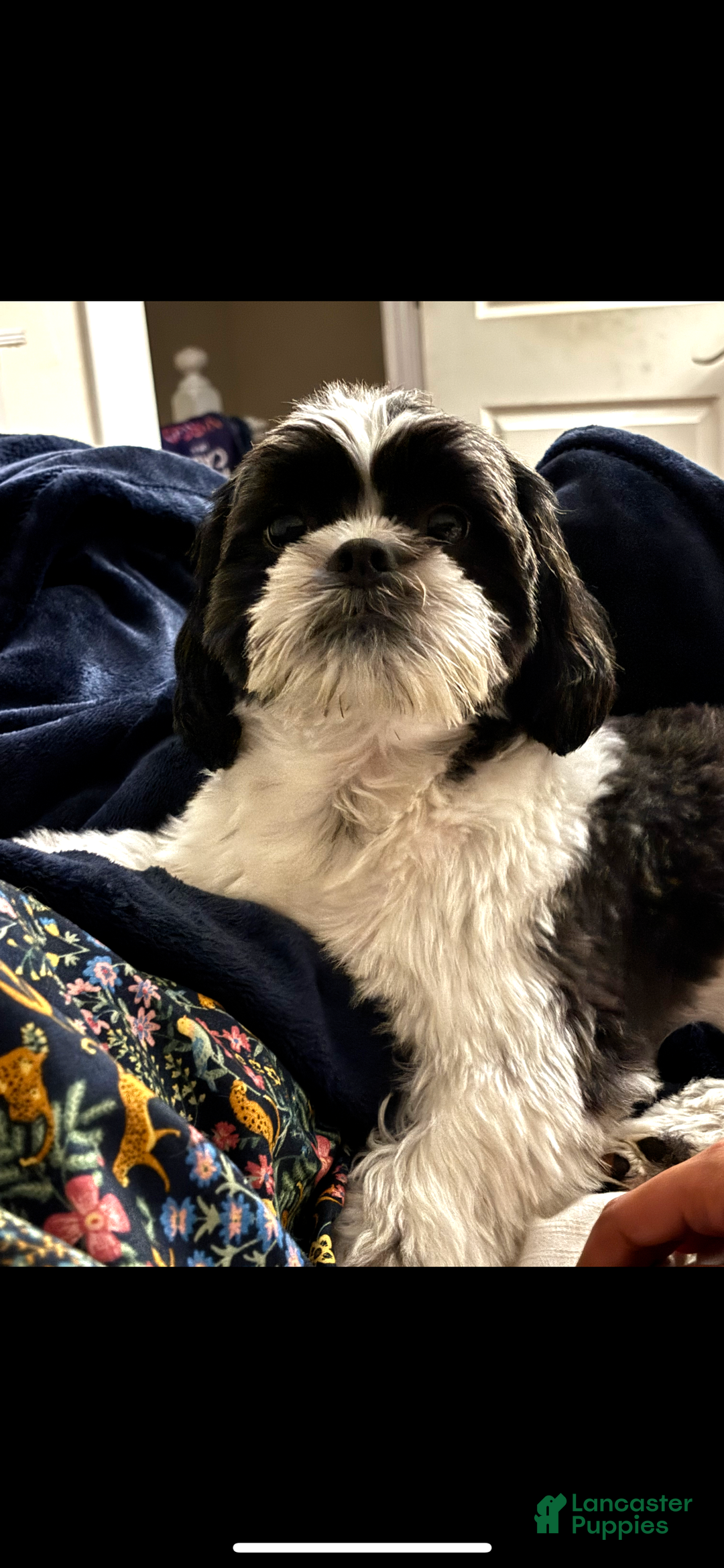 Shih Tzu dogs for sale: Shih Tzu Puppy 3 kenzo  - Ad 3