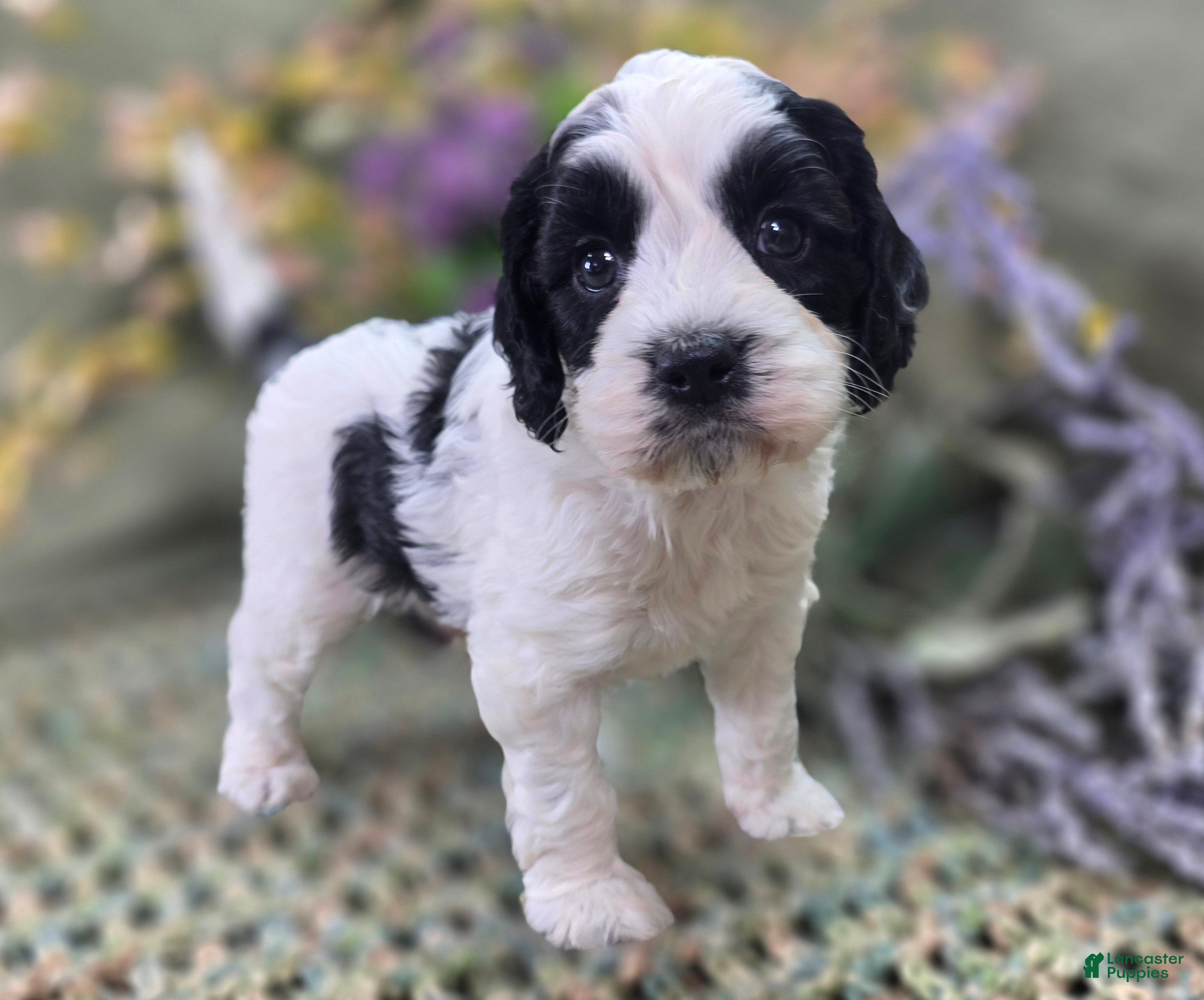 Cockapoo dogs Cottontail - Ad 8
