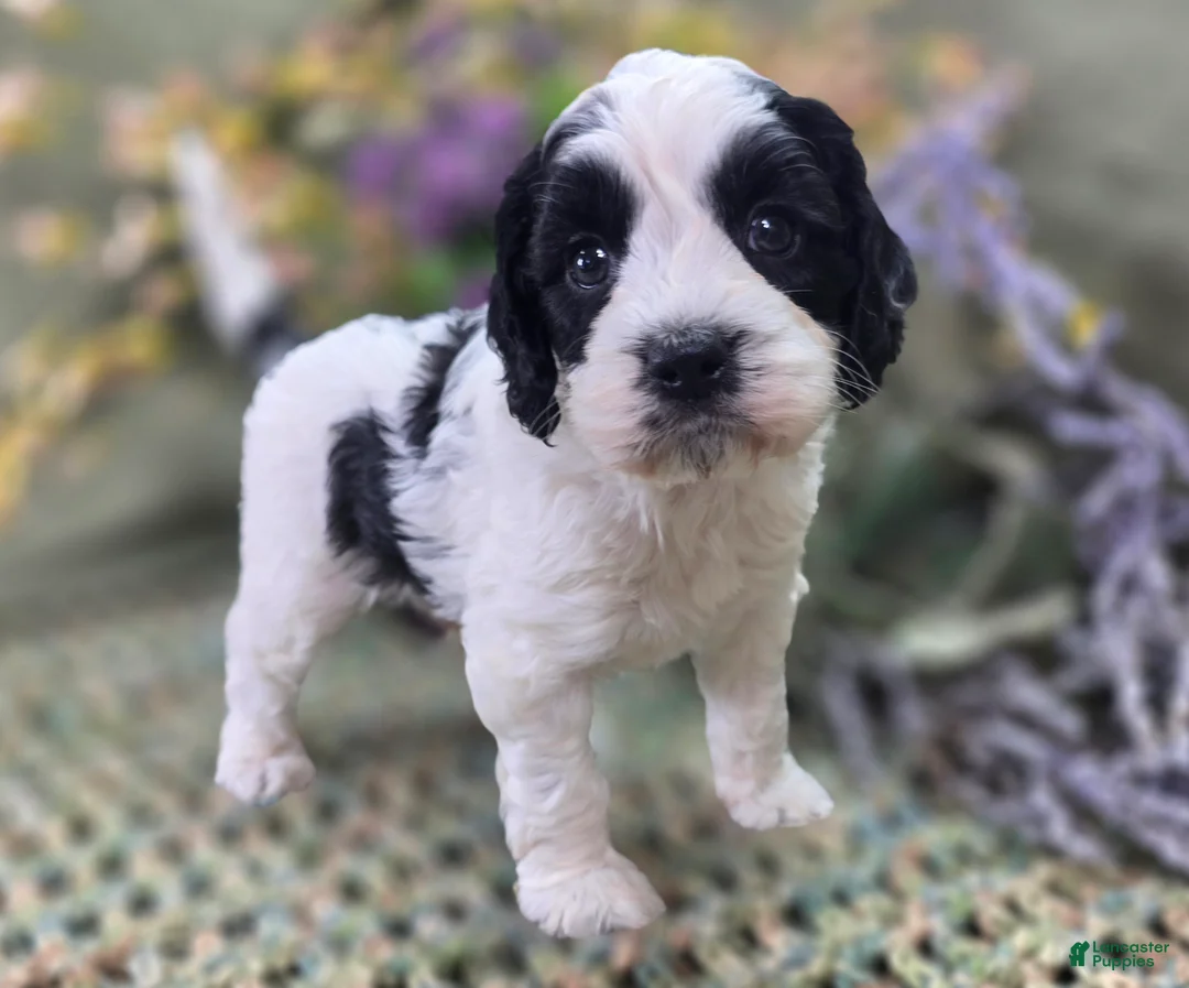 Cockapoo dogs for sale: Cottontail - Ad 1
