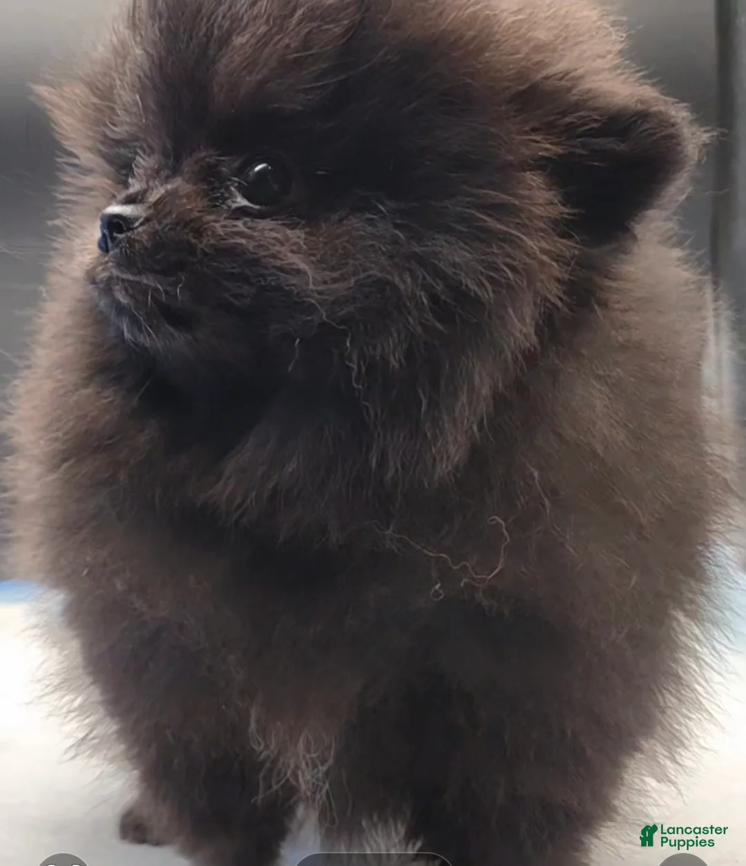 Pomeranian dogs for sale: Pomeranian Puppy 2 - Ad 2