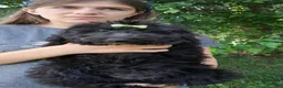 Mixed Breed dogs for sale: Bella - Ad 5