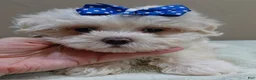 Maltese dogs for sale: Bogie - Ad 7