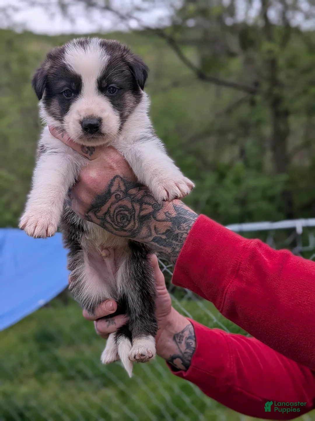 German Shepherd dogs for sale: German Shepherd Puppy 7 - Ad 1