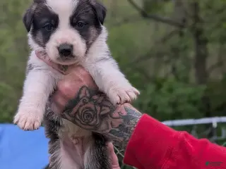 German Shepherd dogs German Shepherd Puppy 7 - Ad 41