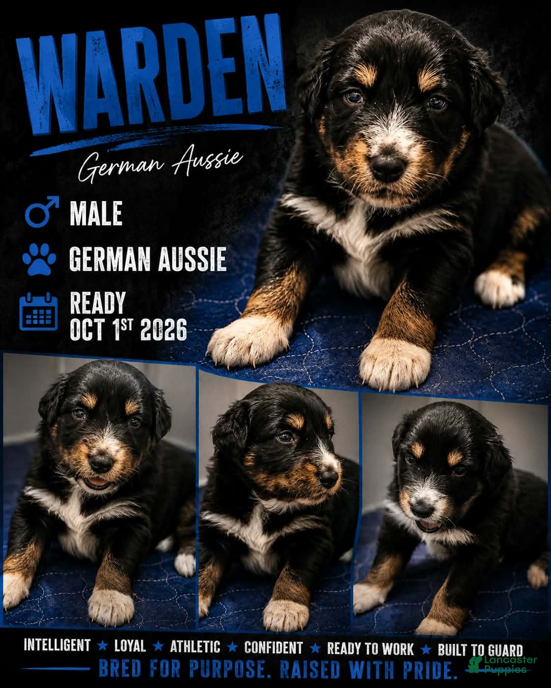 Mixed Breed dogs Warden - Ad 1