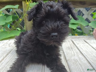 Miniature Schnauzer dogs - Ad 37