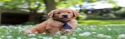 Golden Retriever dogs for sale: Vincent - Ad 3
