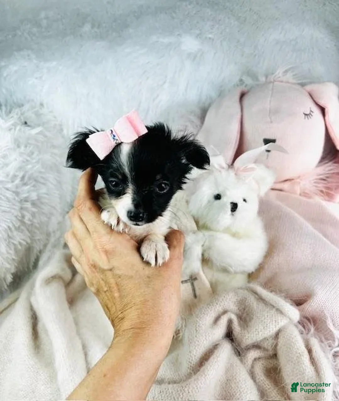 Chihuahua dogs for sale: Cirus - Ad 4