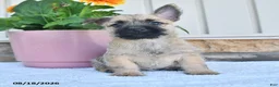Cairn Terrier dogs for sale: Nolan - Ad 4